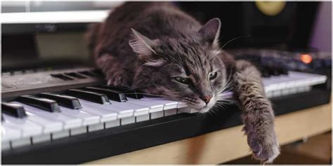 do cats like music that reminds them of their favorite toys