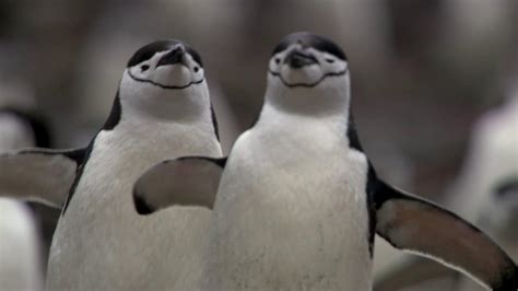 Why Dance is a Sport: Because Even Penguins Waddle to the Beat